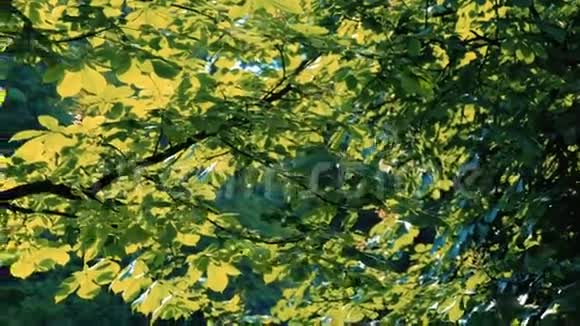 有树枝和绿色叶子的树视频的预览图