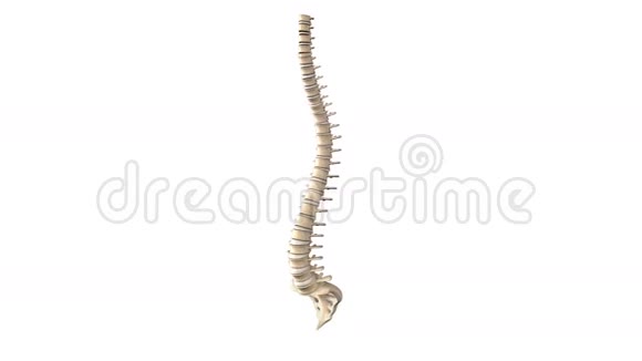 脊髓视频的预览图