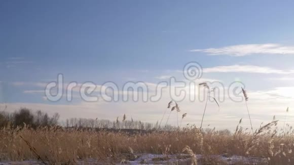 冬季常见芦苇芦苇和雪拉脱维亚的早春视频的预览图