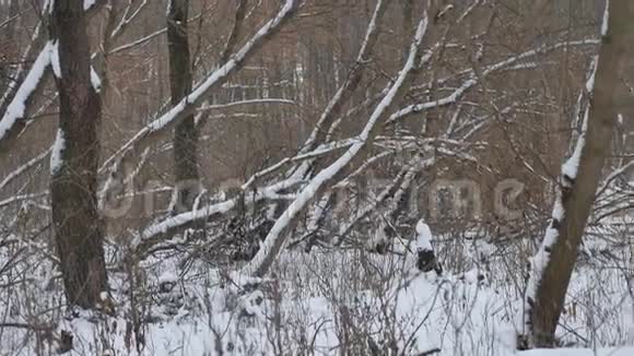 冬天的野生森林在大自然中白雪皑皑冬天的风景视频的预览图