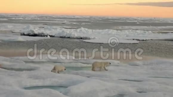 北极熊妈妈和她的幼崽在冰冷的浮冰上视频的预览图