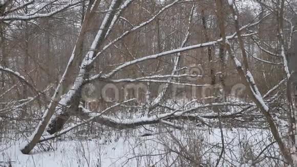 冬季野生森林中的雪干自然树冬季景观视频的预览图