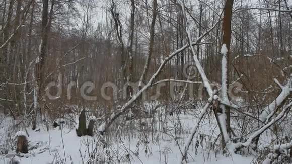 冬季自然野生林中的雪干树木冬季景观视频的预览图