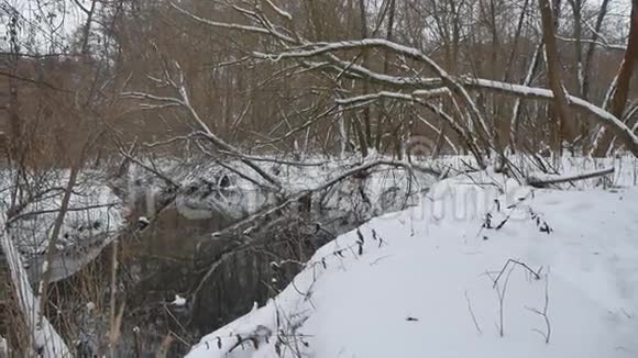 小溪在树林里自然冬天流淌着山水小河在雪地里流淌视频的预览图