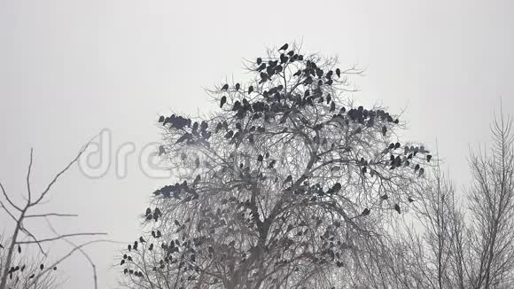 鸟儿坐在树上一群乌鸦视频的预览图