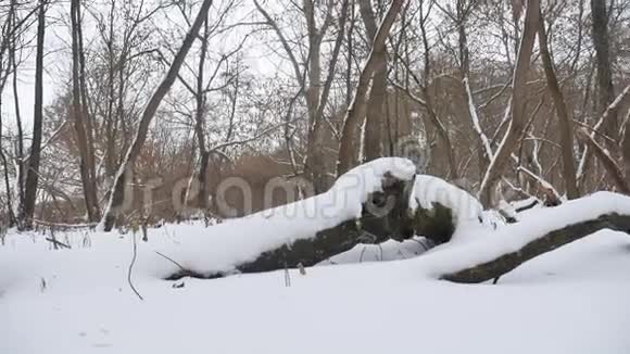 冬季野生自然林中积雪干燥的树木冬季景观视频的预览图