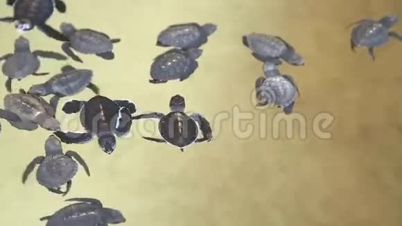 小海龟在斯里兰卡的一个海龟孵化场的游泳池里游泳视频的预览图