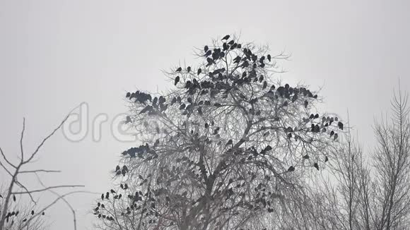 坐在树上的鸟一群乌鸦视频的预览图