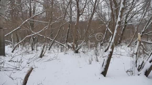 冬野林中的雪干树冬景自然视频的预览图