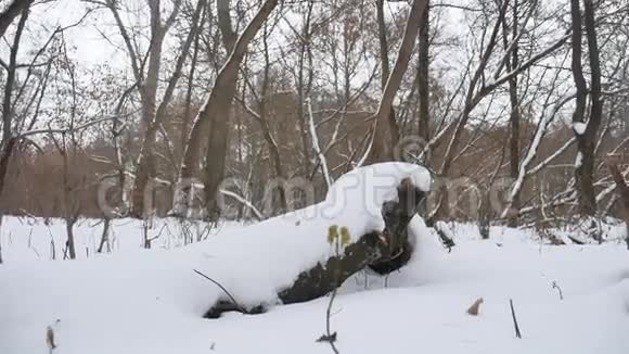 冬季野生森林自然中的雪干树木冬季景观视频的预览图