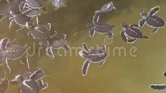 小海龟在斯里兰卡的一个海龟孵化场的游泳池里游泳视频的预览图