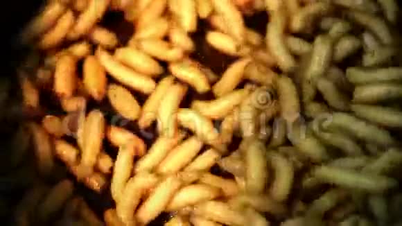 蛆蠕虫肥虫幼虫食虫幼虫鱼竿饵鱼钩虫视频的预览图