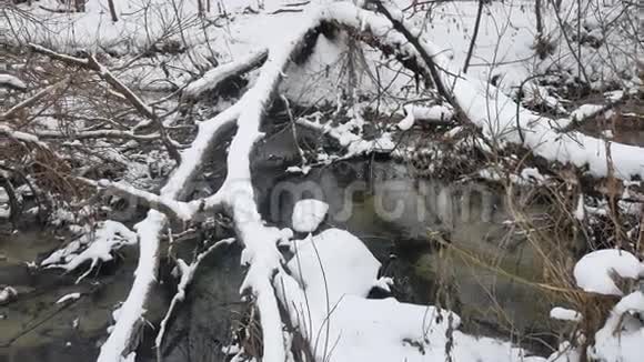 树林中的小溪自然景观冬季流水雪中的小河视频的预览图
