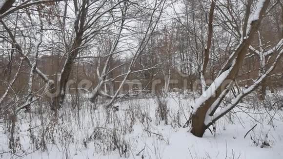 冬季野生林中雪景自然枯树冬季景观视频的预览图