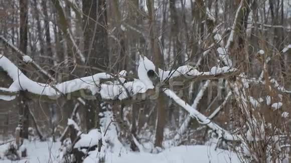 冬季自然野林中的雪干冬树景观视频的预览图