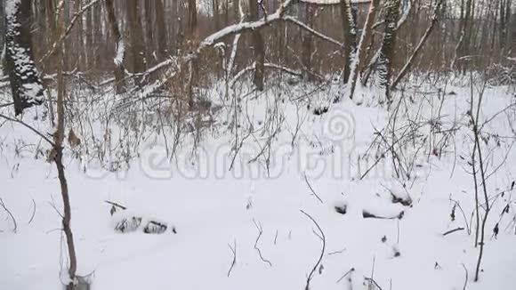冬季大自然野生森林中的雪冬干燥的树木景观视频的预览图