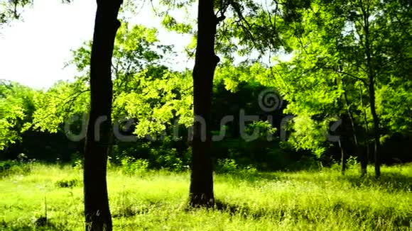 树林森林树木背景绿色自然景观八月潘视频的预览图