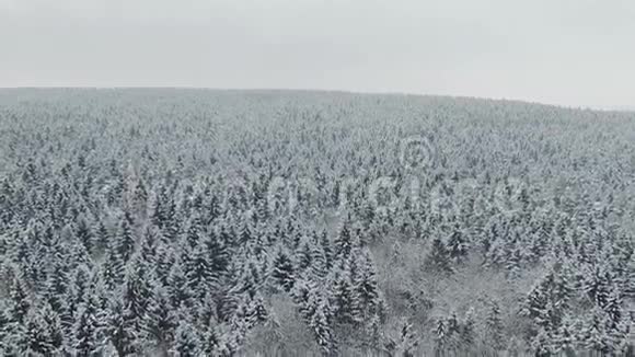 飞行上方冬季森林北部鸟瞰视频的预览图