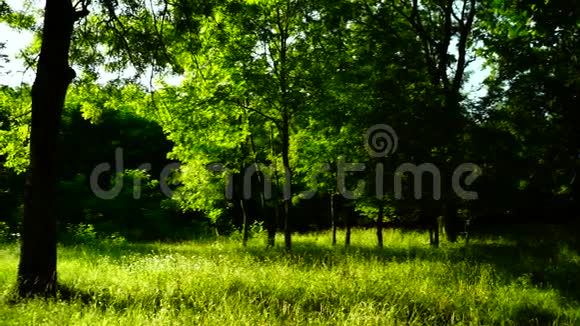 树林森林树木背景绿色自然景观八月潘视频的预览图