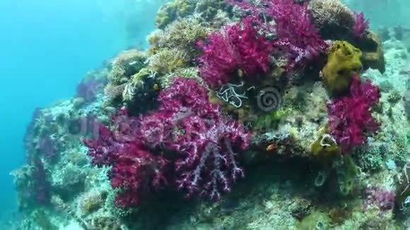 色彩斑斓的软珊瑚生长在拉贾安帕视频的预览图