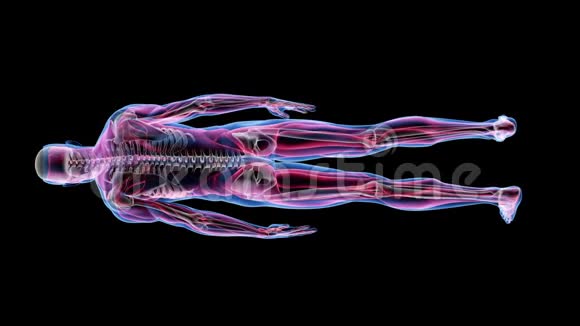 人类男性解剖三维动画生物学科学技术视频的预览图