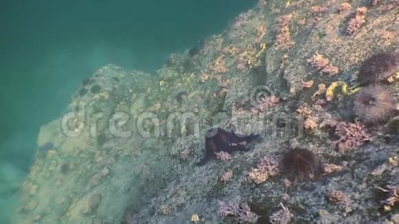 海底的大型海星寻找食物视频的预览图