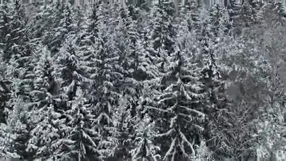 北面冬季森林上方低空飞行鸟瞰视频的预览图