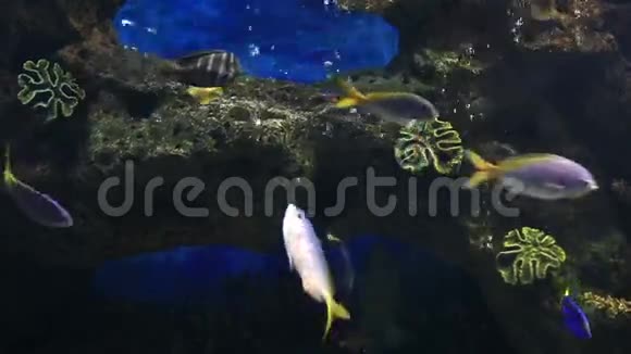 装饰精美的咸水水族馆与鱼视频的预览图