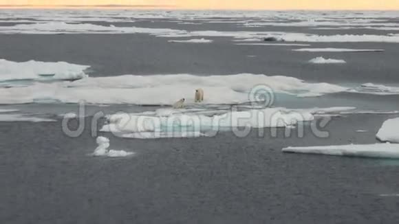 北极熊妈妈和她的幼崽在冰冷的浮冰上视频的预览图