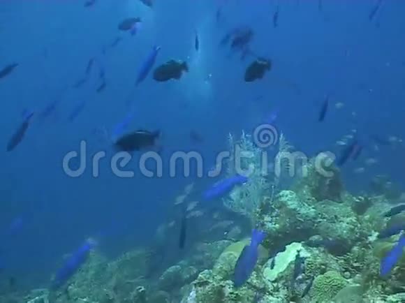 水下潜水视频视频的预览图
