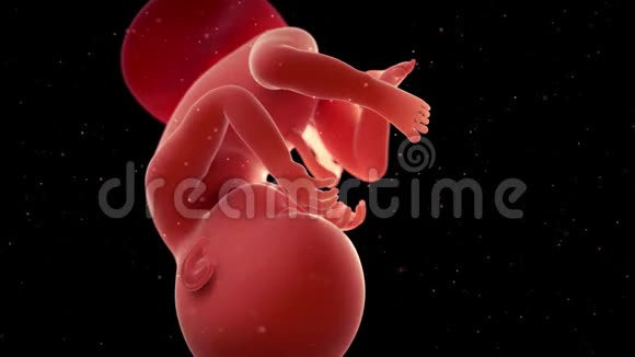 一个胎儿第38周视频的预览图