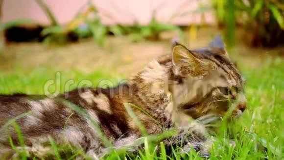 缅因州考恩黑塔比猫绿眼睛躺着视频的预览图