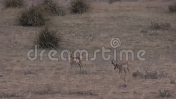 红角羚羊巴克和杜伊视频的预览图