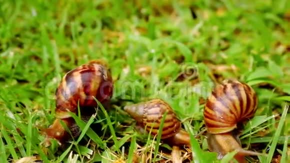 许多爬行爱和吃蜗牛的特写镜头视频的预览图