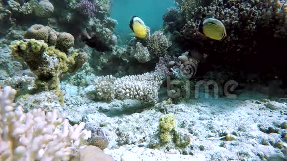 珊瑚水下珊瑚和鱼视频的预览图