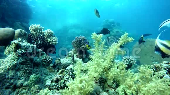 五彩缤纷的世界热带鱼视频的预览图