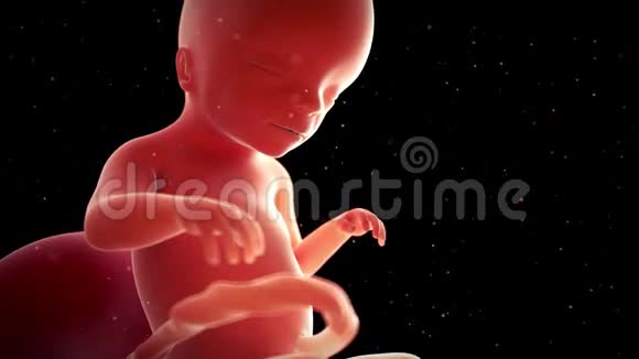 胎儿第20周视频的预览图