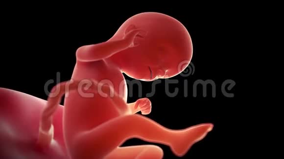 胎儿第16周视频的预览图