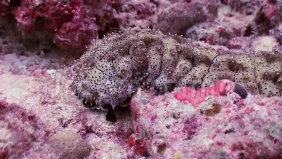 在珊瑚中寻找食物的海参宏观的视频的预览图