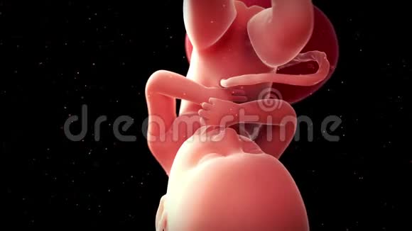 一个胎儿第36周视频的预览图