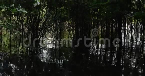 南美洲亚马逊的湿地视频的预览图