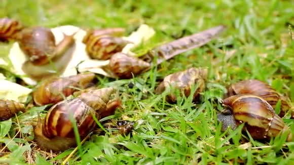 许多爬行爱和吃蜗牛的特写镜头视频的预览图