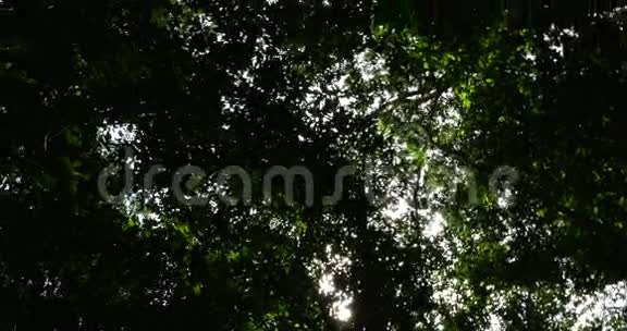 亚马逊雨林巴西南美洲视频的预览图