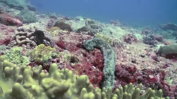 在珊瑚中寻找食物的海参宏观的视频的预览图