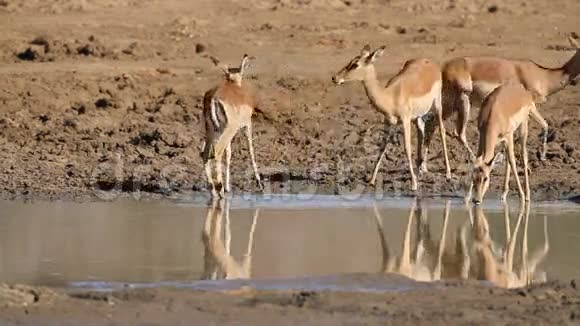 斑羚羚羊喝酒视频的预览图