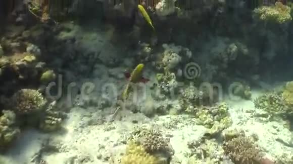 珊瑚礁上五颜六色的鱼视频的预览图