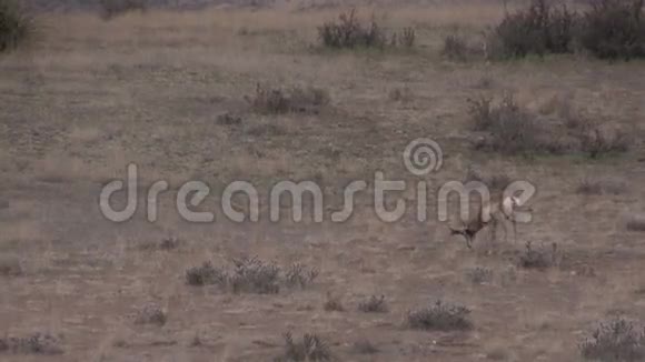 鲁特的红角羚羊巴克视频的预览图