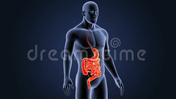 胃和肠与身体视频的预览图