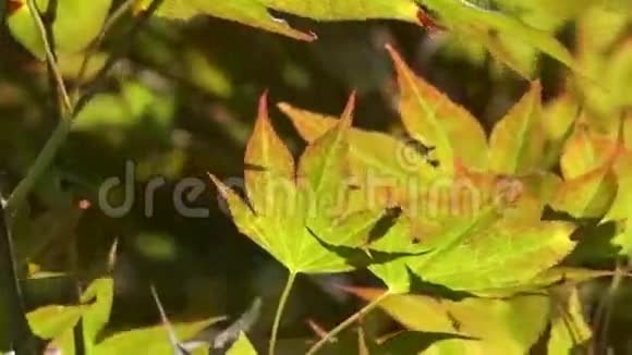 树叶自然环境视频的预览图