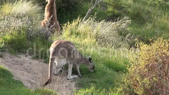 袋鼠澳大利亚野生动物视频的预览图